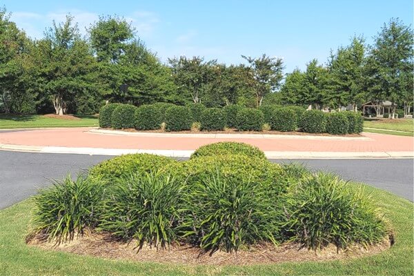Shrubs & Trees SouthernEEZ Landscaping