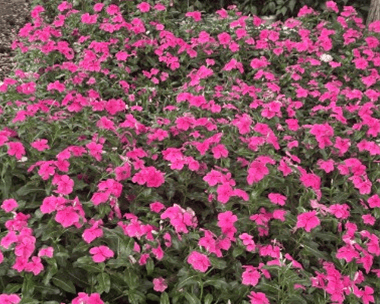 SouthernEEZ Landscaping annual flower program